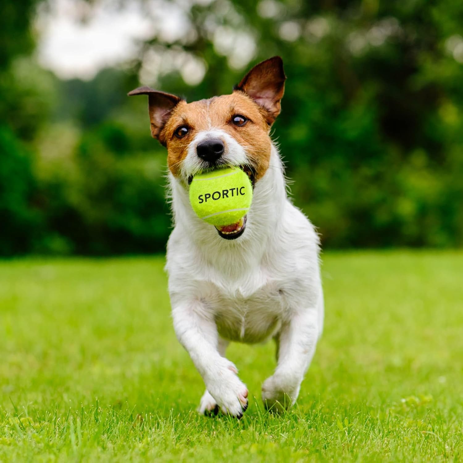 SPORTIC Tennis Balls, Duty Felt Pressurized Tennis Ball with Mesh Bag for 12PC or 36PC -High Bounce Training Exercise Tennis Balls for Beginners  Pet Dog Playing Balls, 3/4/12/36 PCS